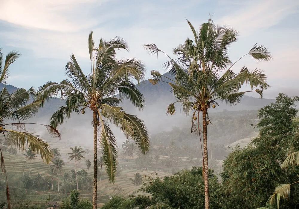 Palmen Landschaft Bali